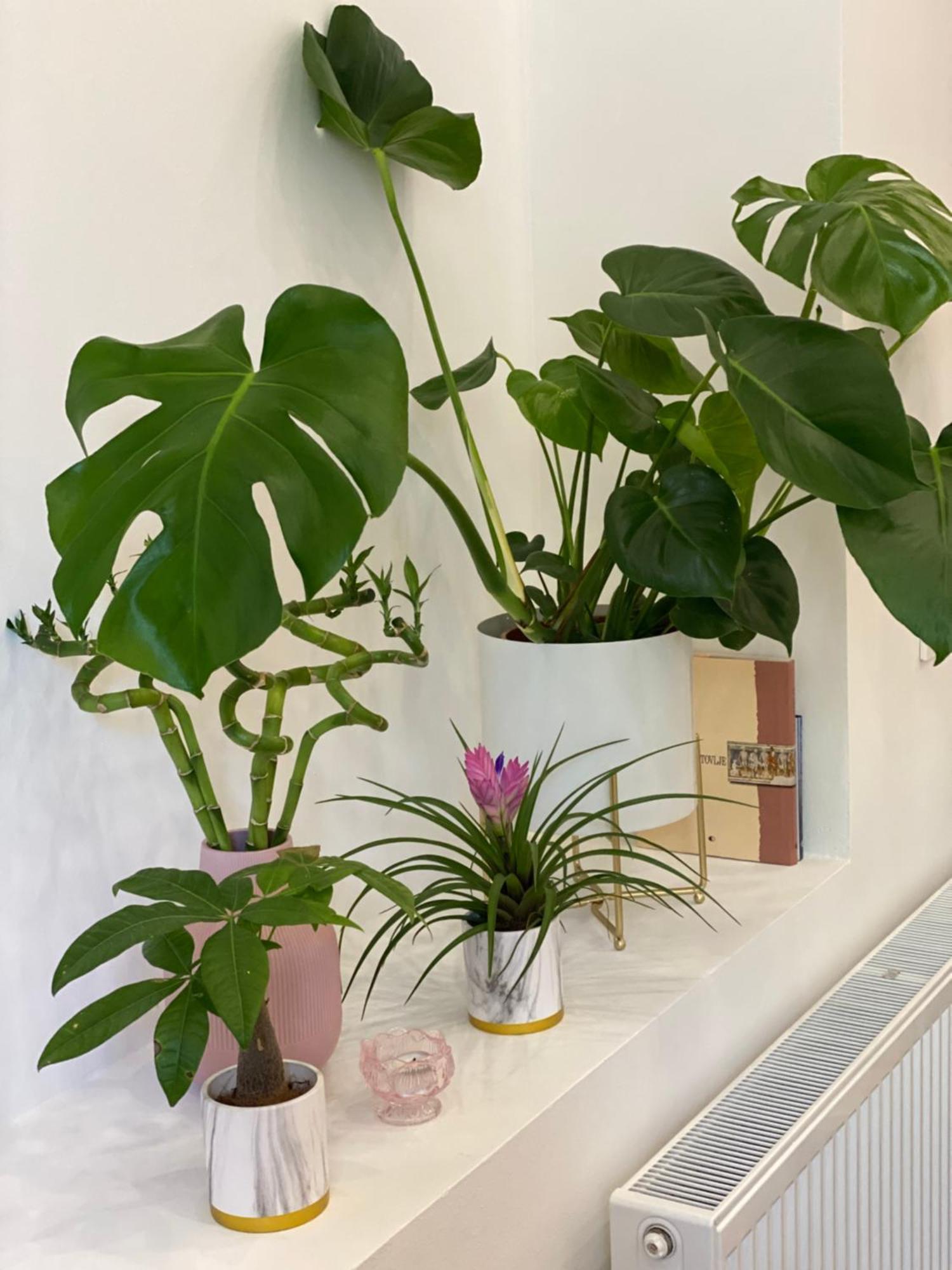 Jungle Loft - Central/Free Parking Λιουμπλιάνα Εξωτερικό φωτογραφία